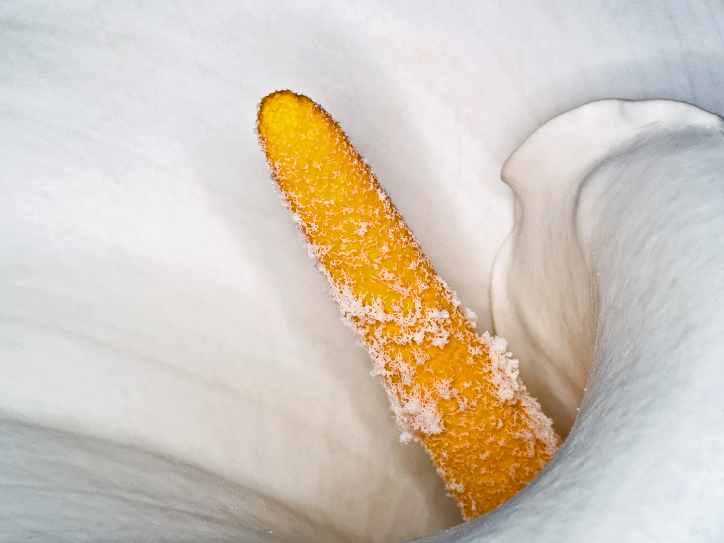 Zantedeschia Aethiopica Af Pauline Snoeijs