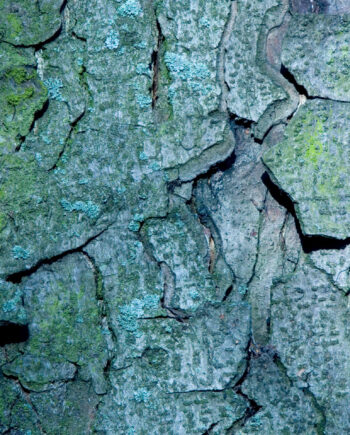 Bark Af Kirsten Stigsgaard