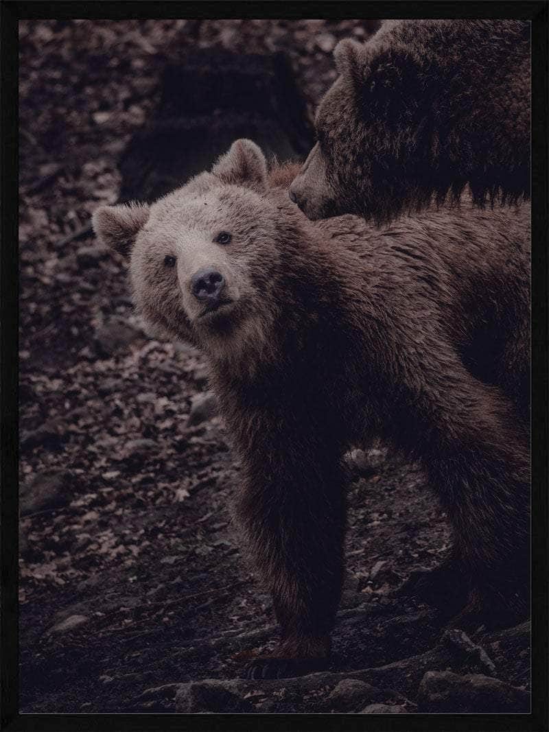 Grizzlybjørne Unge Plakat