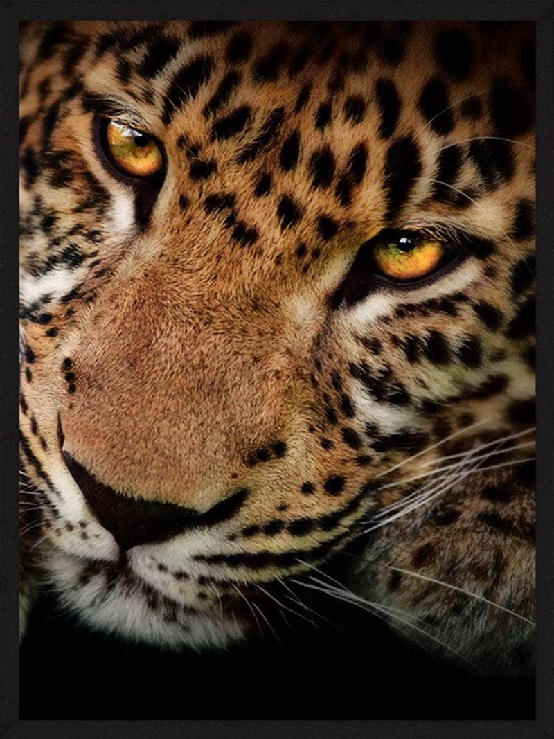 Leopard Close-up Plakat