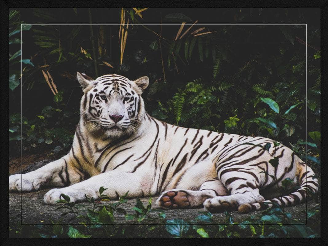 Liggende Hvid Tiger Plakat