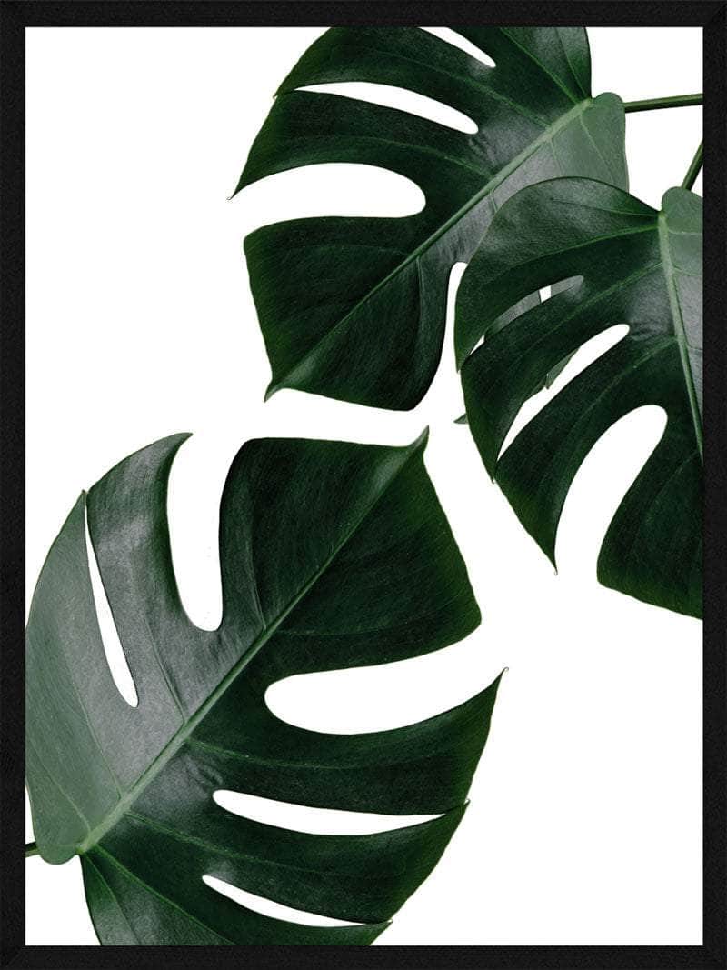 Monstera Plakat