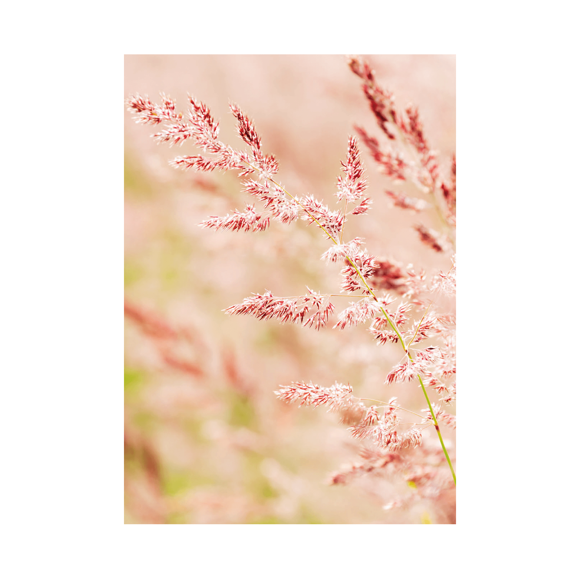 Plakat  Quot Rosa Siv Quot  A4