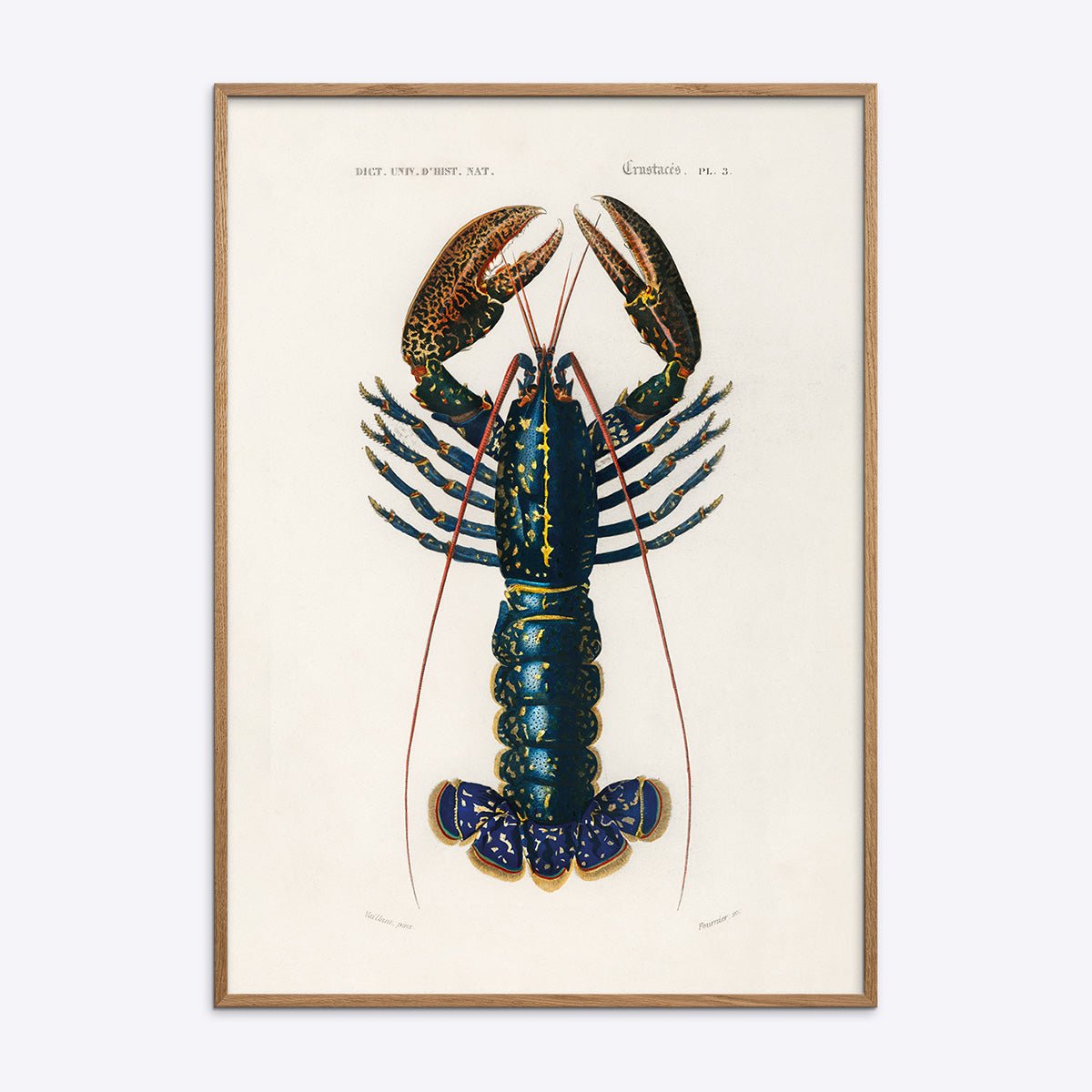 Crimson Crawfish