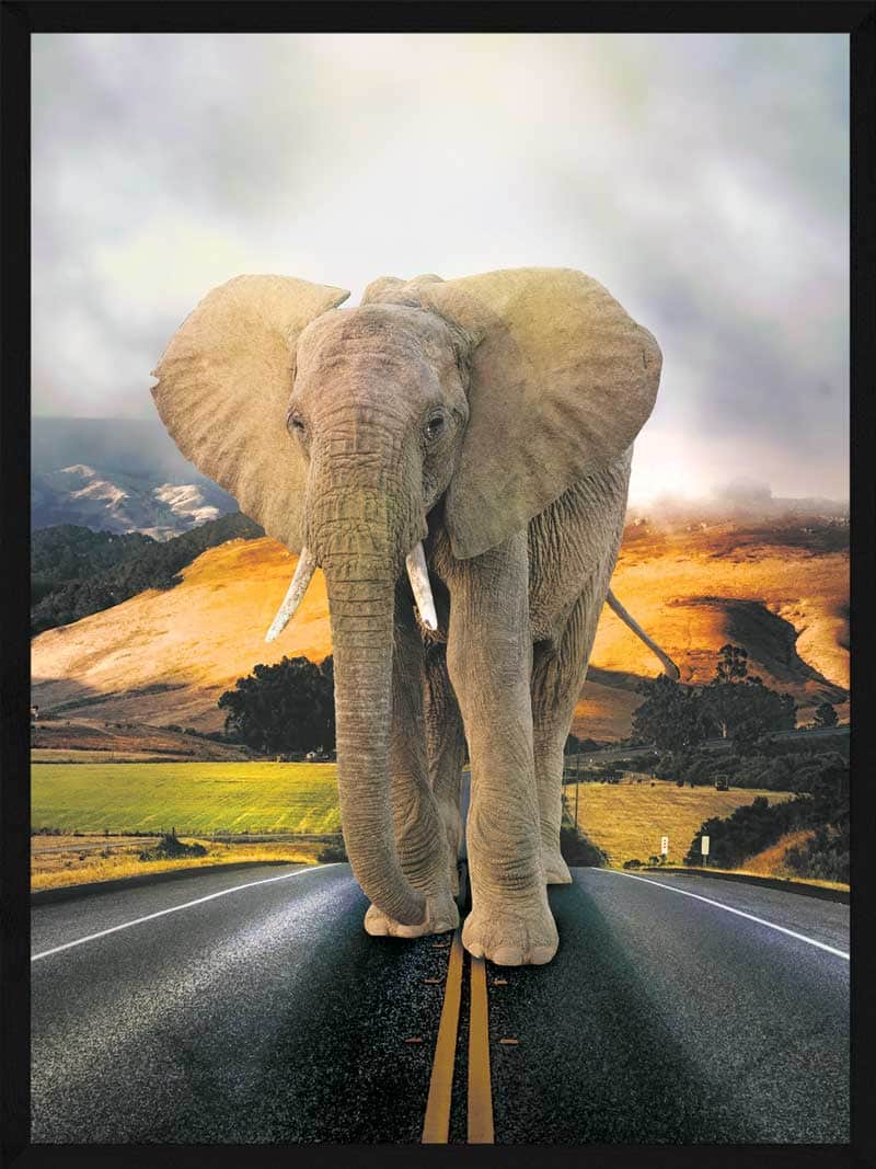 Elefant På Vejen Plakat